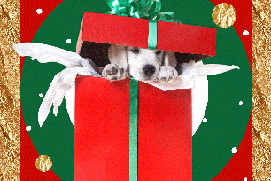 Dog lover gifts gif