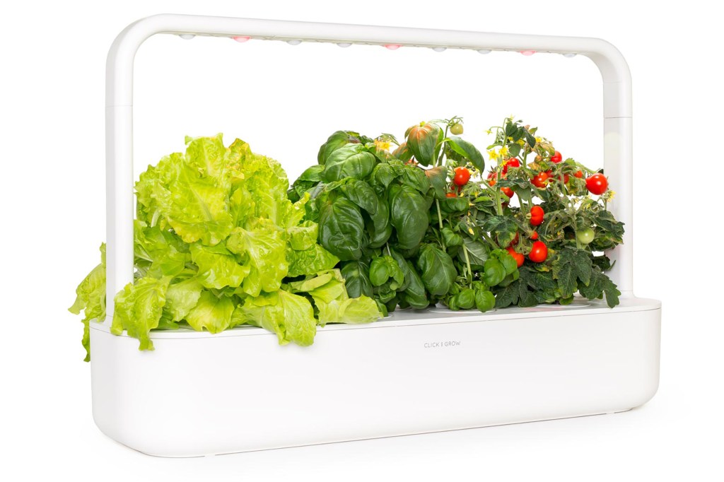 A white Click and Grow garden with lettuce, basil and tomatoes 