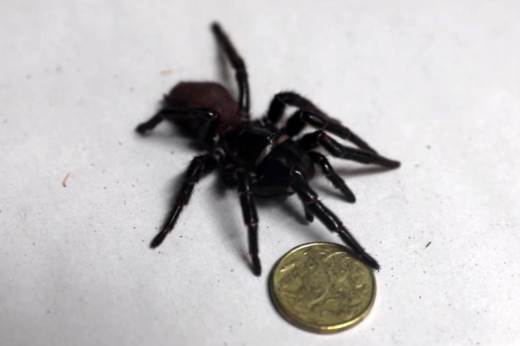 The Australian Reptile Park is hoping to find the source of the massive spider.