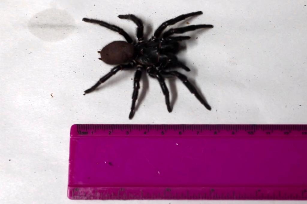 The funnel web boasted nearly 1-inch long fangs.