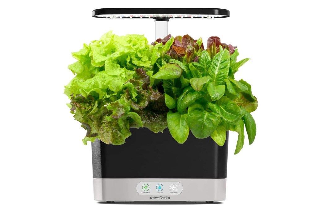 A black AeroGarden with green lettuce blooming from it 