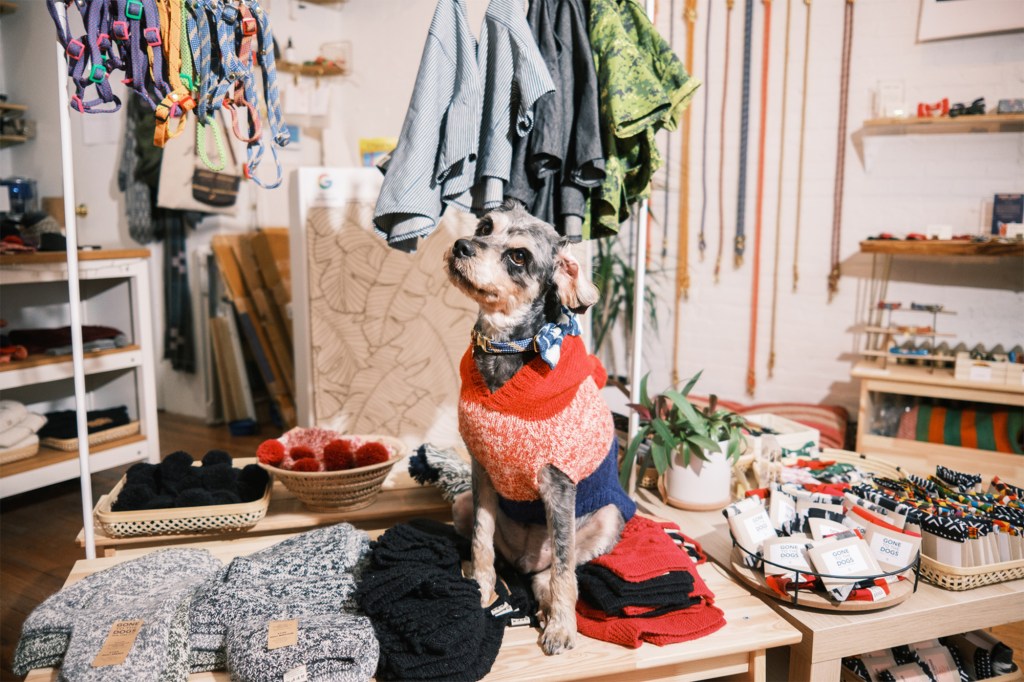 Miles, wearing a festive dog sweater, sits on a display of more pup apparel at Gone To The Dogs.