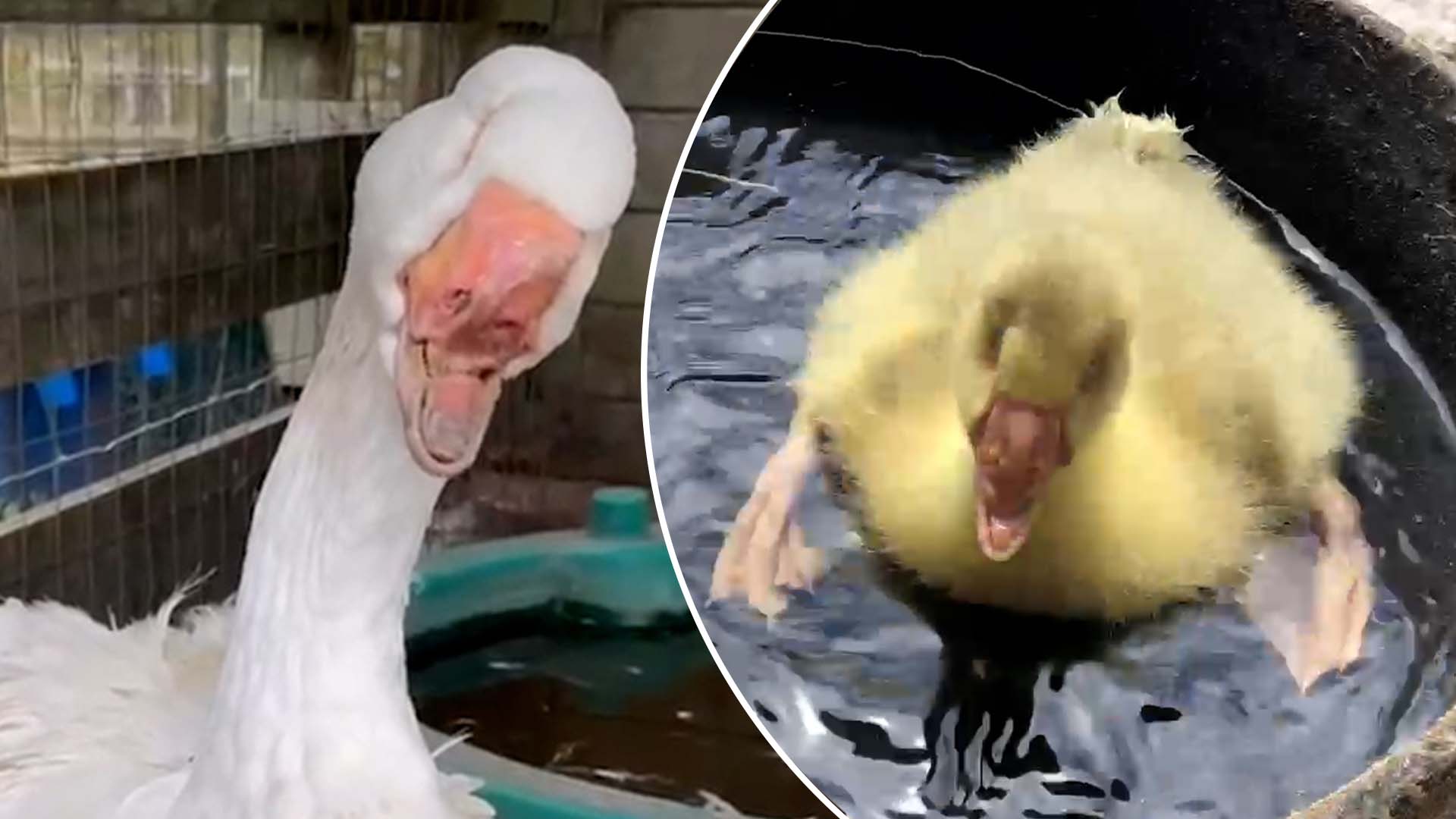 Goose born with no eyes and half a beak