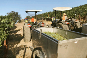 Northern California grapes