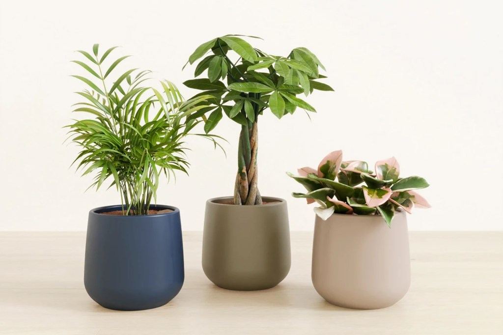 A set of three plants