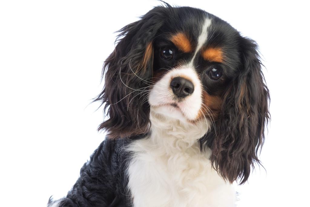 Cavalier king Charles