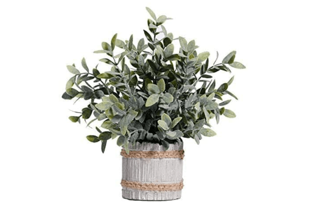 Sage green farmhouse plant