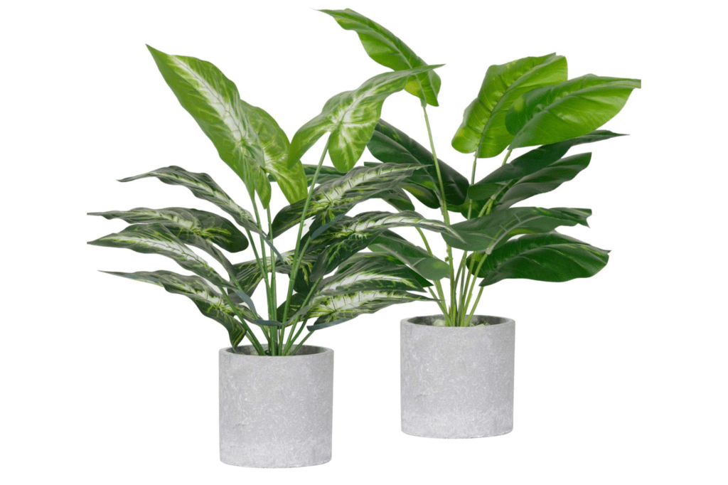 Two plants in grey pots