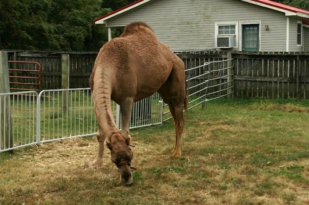 A camel at The Pumpkin Barn, where 2 men were killed by a raging camel
