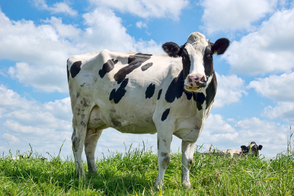 A cow on a field.