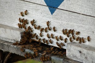 Ryan Gilligan said he has removed bees from a number of homes, apartments, barns and trees in the past seven years.