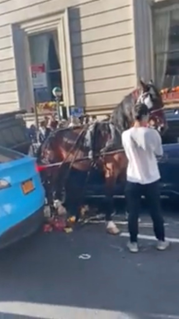 The horse and driver were not injured in the crash.