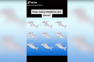 Dolphin optical illusion