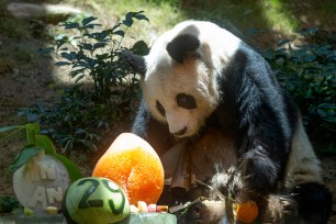 The oldest-ever male giant panda in captivity, An An, has died at age 35 at a Hong Kong theme park after his health deteriorated.