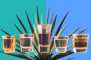 An agave plant and shots of tequila