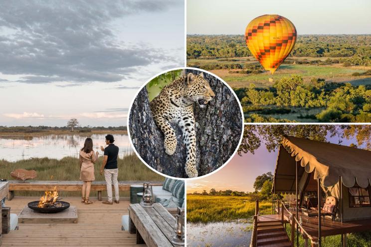 A big cat inset over a grid of safari resorts in Botswana.