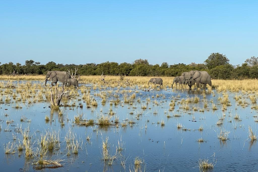 Exterior of elephants gather around a watering hole in Botswana’s Okavango Delta.