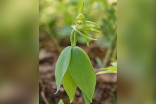 small whorled pogonia