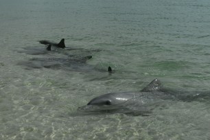 Bottlenose dolphins need to form groups to help court female mates, a study says.