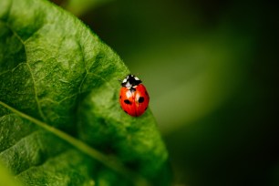 This connection between ladybugs and luck stems back to the Middle Ages.