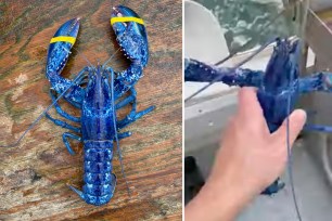 A father and son fishing off the coast of Maine snagged a rare blue lobster – which is now on display in a tank at a restaurant, employees told The Post Monday.