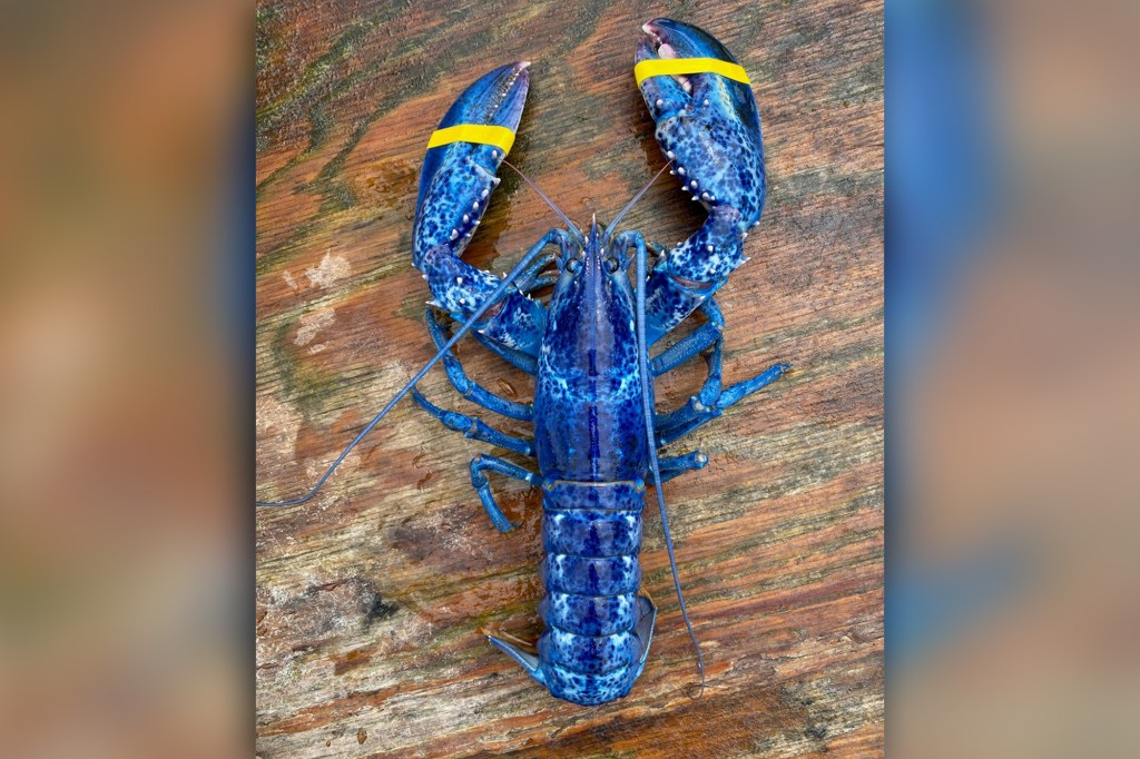 The crustacean named "Lucky Bluey” is being kept at a tank at Becky’s Dinner in Portland, which is owned by Rand’s mother, employees confirmed Monday.