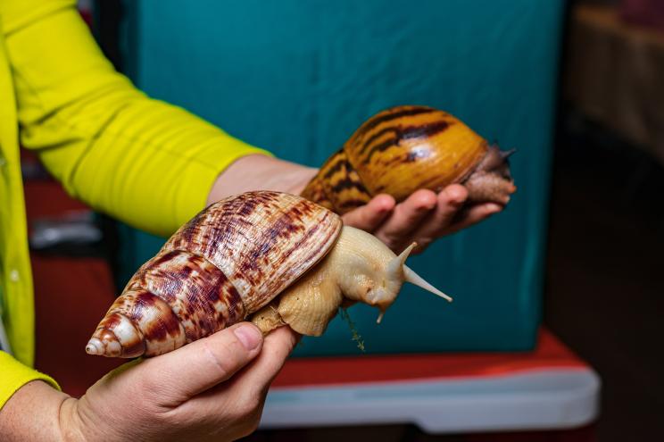 The snails were handed to an animal rescue service in Germany and the meat was destroyed.