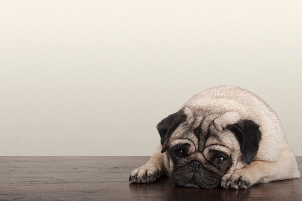 cute little pitiful sad pug puppy dog, lying down on wooden floor
