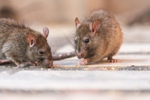 New York City is the second rattiest city in the US, according to a survey by Orkin.