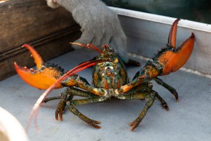 A Maine lobsterman has urged Whole Foods to do their "homework" after the company pulled lobsters from the Gulf of Main from their shelves nationwide.