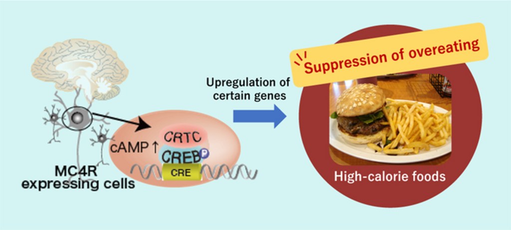 Science is learning why people overeat. The answer could be in a gene deficiency.