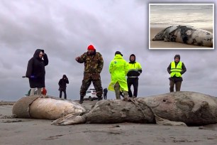 Dead seals washed up ashore a Russian coast off the Caspian Sea.