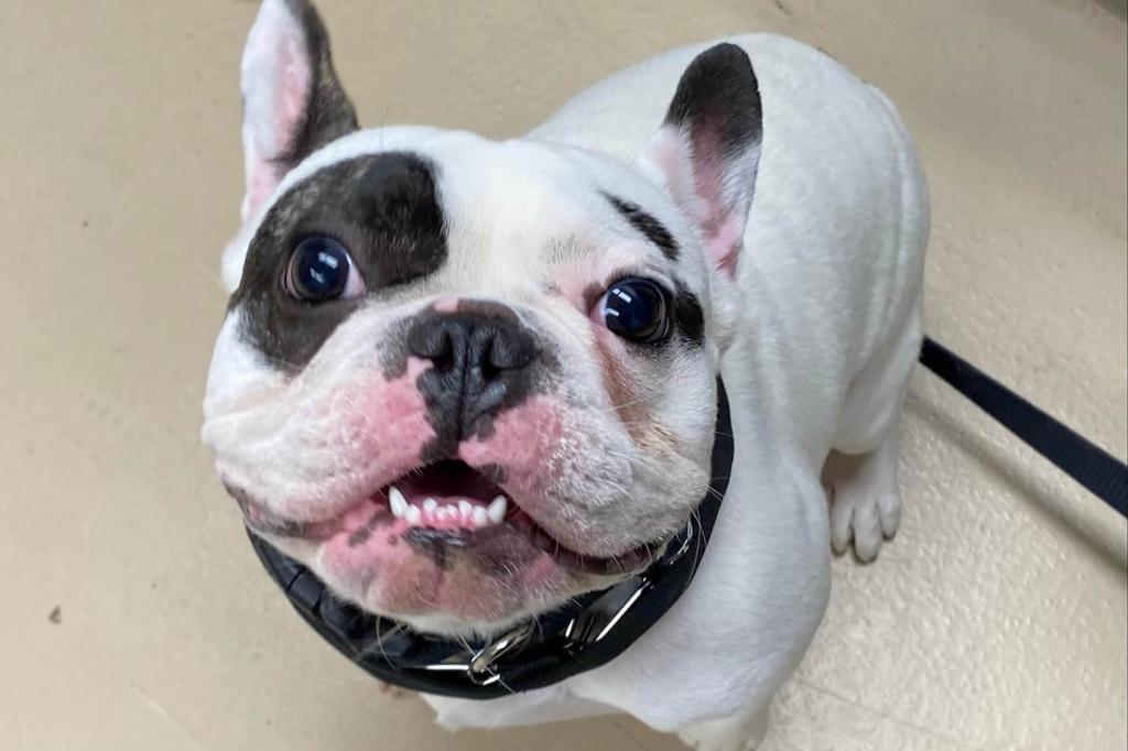 The Niagara Country SPCA posted a brutally honest Facebook post last week for a pup named Ralphie --- who is currently seeking his fur-ever home -- calling him a "whole jerk- not even half."