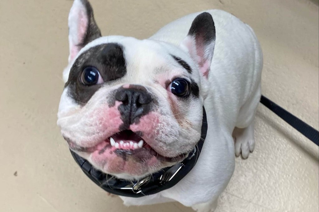 The Niagara Country SPCA posted a brutally honest Facebook post last week for a pup named Ralphie --- who is currently seeking his fur-ever home -- calling him a "whole jerk- not even half." 