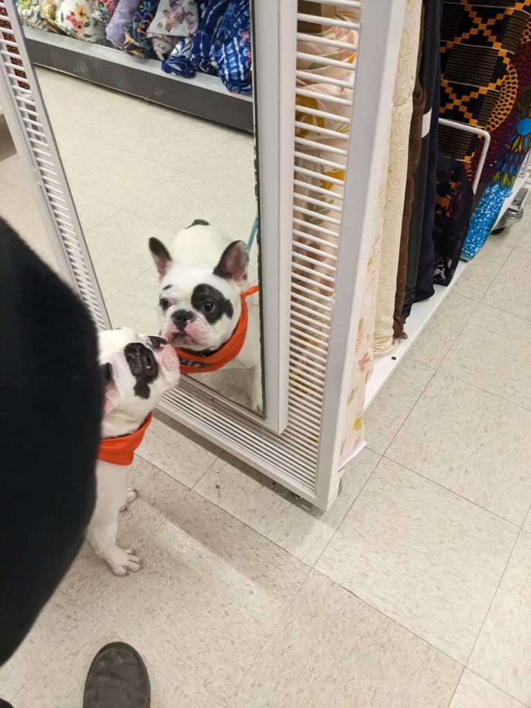 "Once he entered the store, he trotted right up to a mirror where he went on, like any true jerk, to admire himself endlessly- really checking from all angles. They could almost hear the song "I'm too sexy..." Yes, Ralphie. You're too sexy for... the yarn section." 