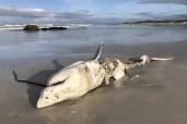 A vicious pair of culprits have been killing great white sharks along South Africa's Western Cape.