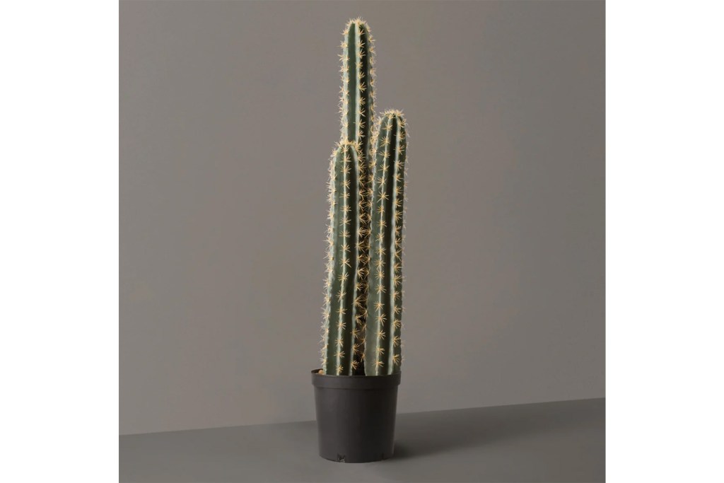 Cactus in a black pot