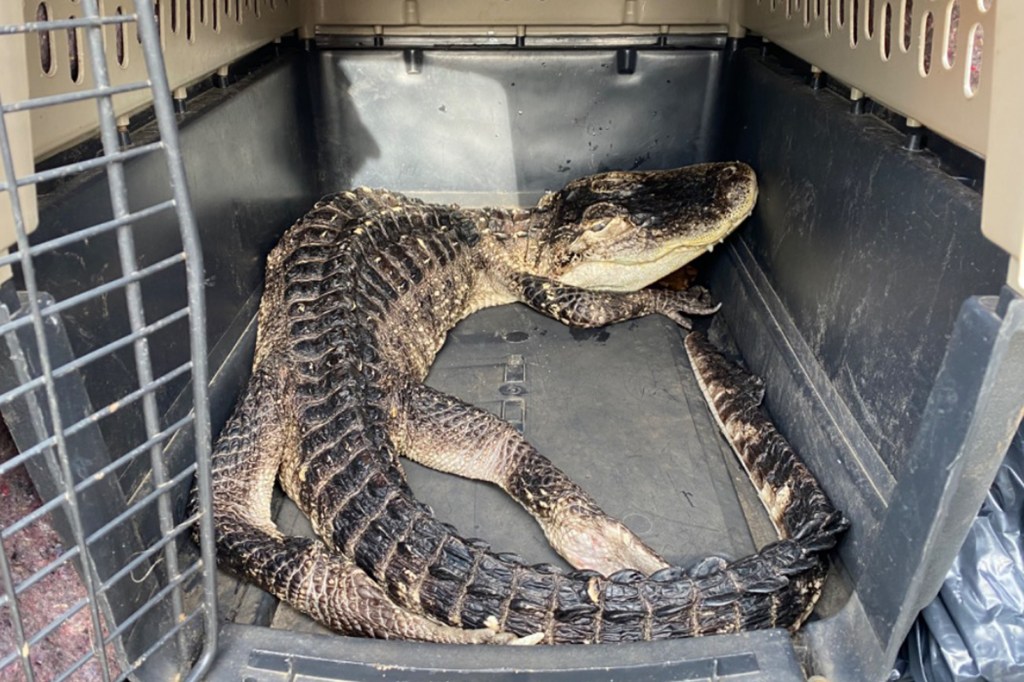 The alligator in a holding cage.