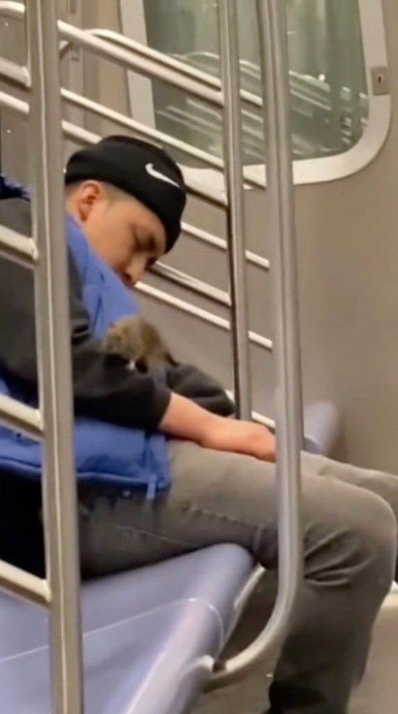 A sleeping man slumped over in a subway car while a rat is perched on his arm.