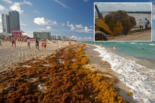 Seaweed on Florida beach