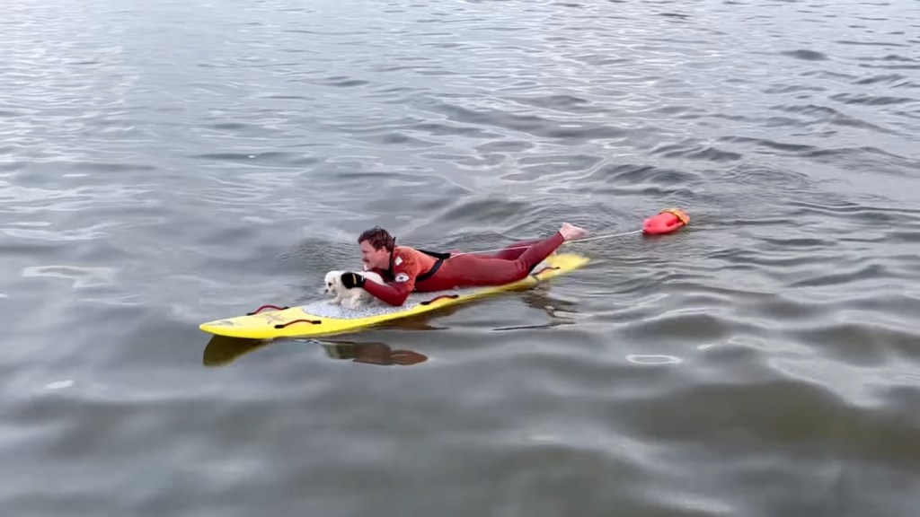 A Long Beach, California, lifeguard is seen in a screenshot from a video shot Saturday rescuing a tiny white pooch that had jumped into the ocean. 
