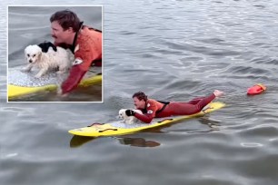 Video released by the Long Beach Fire Department shows a lifeguard rescuing a small white puppy that had jumped into the frigid ocean while its owner was away.