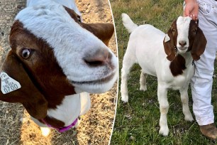 A woman in California is suing after her goat was allegedly barbecued.
