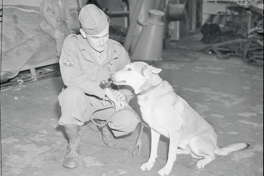 First members of infantry scout dog platoon arrive from overseas get back their land legs by limbering up with their masters as this one does here. He returned with over 90 dogs total that served with the 5th Army in Italy.