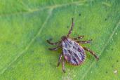 07 September 2020, Brandenburg, Sieversdorf: A tick (Ixodida) crawls over a leaf. Here the blood-sucking ectoparasite waits for its prey. Many tick species are important disease carriers. Photo: Patrick Pleul/dpa-Zentralbild/ZB