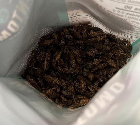 In a personal essay for Insider, food writer Tiffany Leigh revealed that she feeds her 18-month-old daughter crickets as a source of protein — claiming it saves her hundreds on grocery bills.