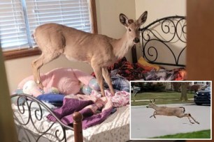 Deputies arrived at a Michigan home to find a deer standing on a bed.