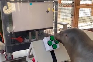 This military-trained sea lion has become an "avid gamer."