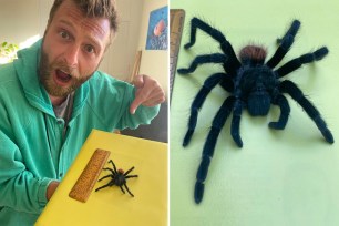 James Mugridge, 31, a business consultant for Exter, Devon, England, yelped after he discovered that a long, furry Mexican red rump tarantula —  known scientifically as the Tliltocatl vagans — had stowed away in his jeans and returned with him to the UK after a two week vacation stay in jungle hotels throughout Tulum.