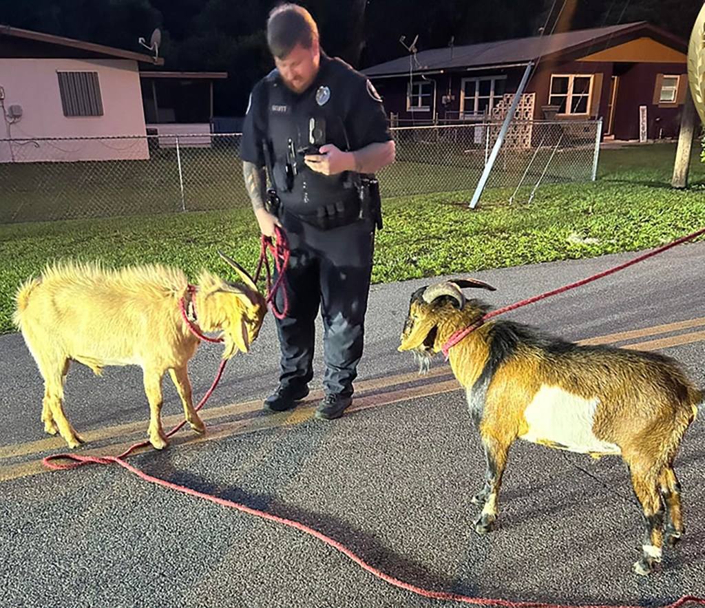 cops capturing goats